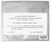 Lobarina scrobiculata image